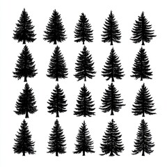 Obraz premium Black Pine Tree Silhouettes