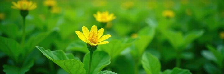 Obraz premium Lush green plant with bright yellow spike flower in bloom, Fresh, Botanical, Floral