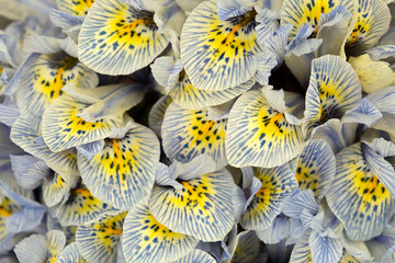 Tło, tapeta - Irysy © mycatherina