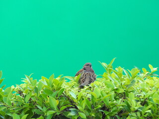 Ficus annulata is planted next to a green cement wall Two Eurasian Tree Sparrows are seen on the branches of a banyan tree. It is a popular ornamental plant for fences or garden decoration.
