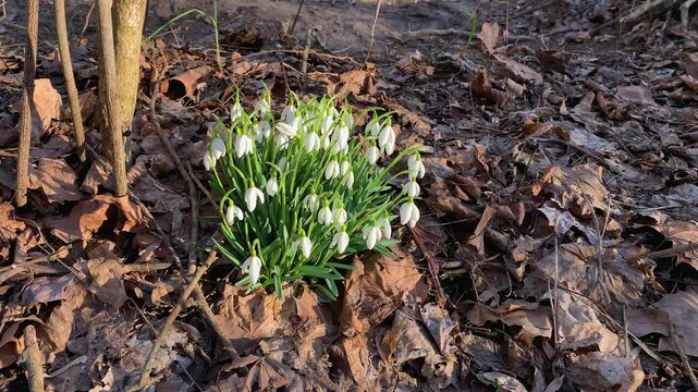 Snowdrop white spring flowers. Close-up slow motion. Galanthus Nivalis  milkflowers wildflowers perennial flower. John Bryan State Park Ohio
