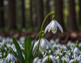 snowdrops against the forest background
