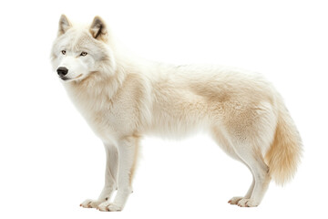 Obraz premium A stunning white wolf stands tall, its thick fluffy coat shining under soft lighting isolated on transparent background