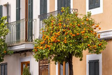 Orange Tree Front Mediterranean Townhouses