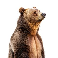 Fototapeta premium Majestic Grizzly Bear isolated on white or transparent background, png. Easy to place on any other background