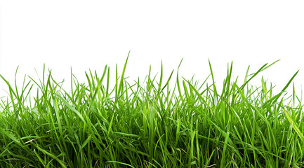 Fototapeta premium green grass isolated on white