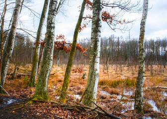 Las Otominski, Kaszuby