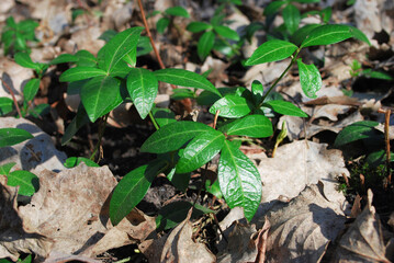 green juicy periwinkle leaves among old fallen leaves in a spring forest