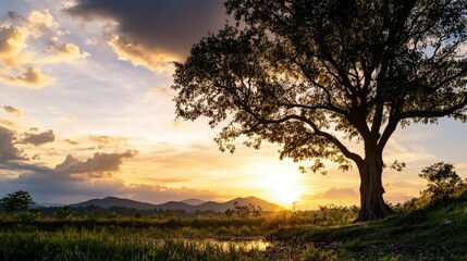 Obraz premium Sunset scene with tree silhouette peaceful landscape nature photography serene environment captivating viewpoint