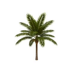 Obraz premium 3d palm tree isolated on transparent background. Palm tree png