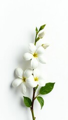 Fototapeta premium Delicate white jasmine flowers bloom in a sparse arrangement on a stark white background, petals, isolated, floral