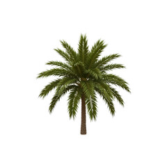 Fototapeta premium 3d palm tree isolated on transparent background. Palm tree png