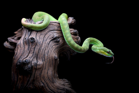 Lesser Sunda pit viper (Trimeresurus insularis) in black background