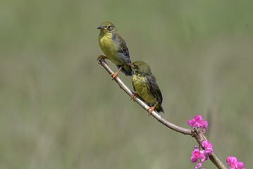 Scarlet headed flowerpecker are feeding their chicks