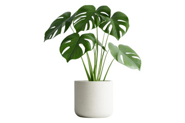 Monstera deliciosa plant in a minimalist white pot. A trendy tropical houseplant with fenestrated leaves for modern home decor. Isolated, AI generated.  .