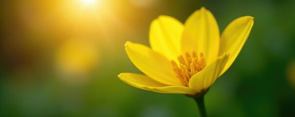 Fototapeta premium Delicate yellow petals gently unfolding from a slender green stem with morning sunlight filtering through, unfold, petals