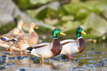 mallard duck standing in water 