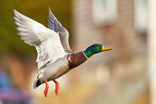 mallard duck in flying in air