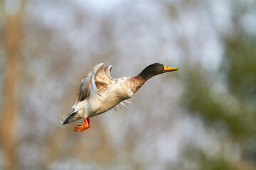 mallard duck in flying in air