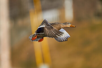 mallard duck in flying in air