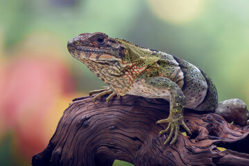 Black spiney tailed iguana on a tree log