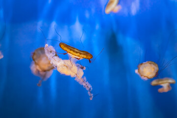 Medusa Bruna,Chrysaora Bruna, Acquario di Genova, Liguria, Italia, Europa