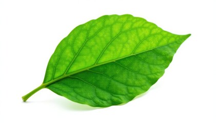 Obraz premium delicate green leaf isolated on white background, single, botanical