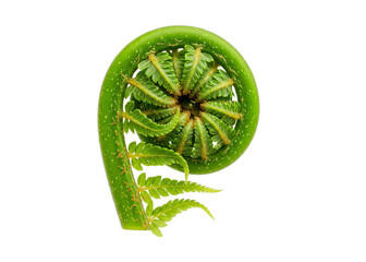 edible fern