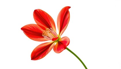 Fototapeta premium A single vibrant bloom, petals unfurled, against pure white, background, flora