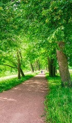 Path in a park with trees and a person walking on it