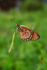 butterfly on a flower