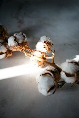 Cotton branch on a table in a ray of light