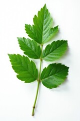 High angle shot of an isolated plant leaf on white background, nature, branch, lacy texture