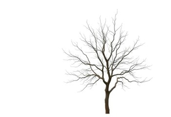 Obraz premium Lone deciduous tree, stark branches against pure white, environment, outdoor