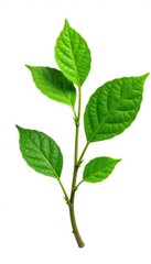 isolated leafy branch on pure white background, tree_bark, plant_branch