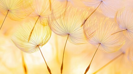 Delicate Dandelion Seeds Illuminated By Soft Light