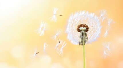 Delicate Dandelion Seeds Illuminated By Soft Light