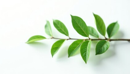 Naklejka premium Single branch on white background with leaves, plant, greens