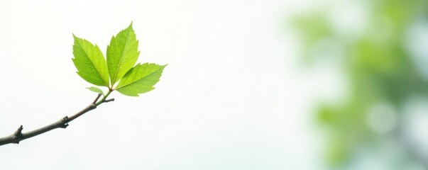 Obraz premium Single branch with a single leaf on white background, trees, natural world, simplicity