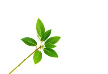 Single vibrant green plant, isolated on pure white background, environment,  visual