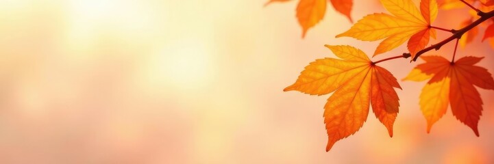 Fototapeta premium Softly lit orange leaves on a light background, orange, leaves