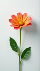 Obraz premium Solitary colorful flower blooming in clean space, solitary, white background,
