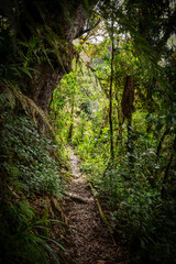 Trail leading through rainforest