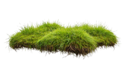 Lush green grass patch growing on transparent background