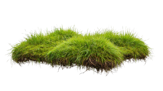Lush green grass patch growing on transparent background