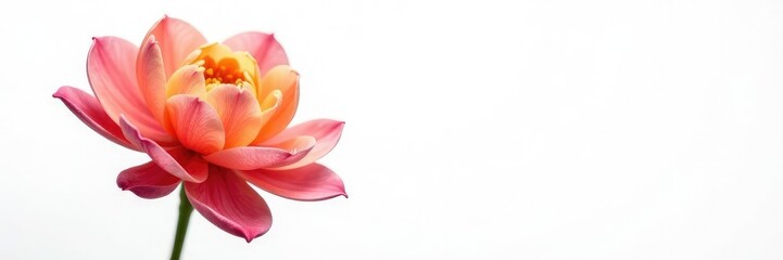 Fototapeta premium Colorful flower with delicate petals isolated on white background, botanical, flowers, blossoms