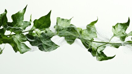 Ivy branch with delicate cobweb, studio shot, natural beauty