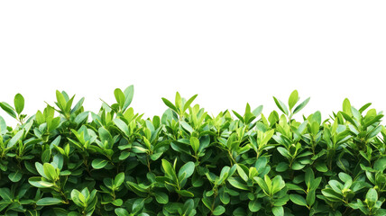 Obraz premium Green leaves creating a natural border on transparent background