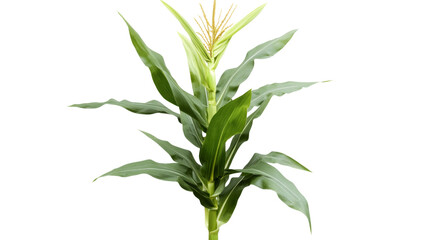 Fototapeta premium Young corn plant growing with transparent background