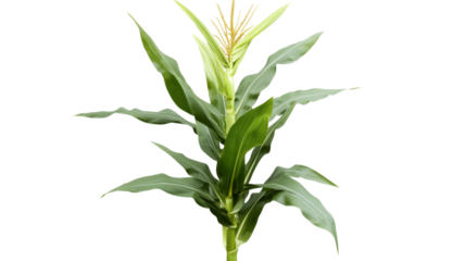 Young corn plant growing with transparent background